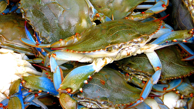 Group of blue swimmer crabs in Newark