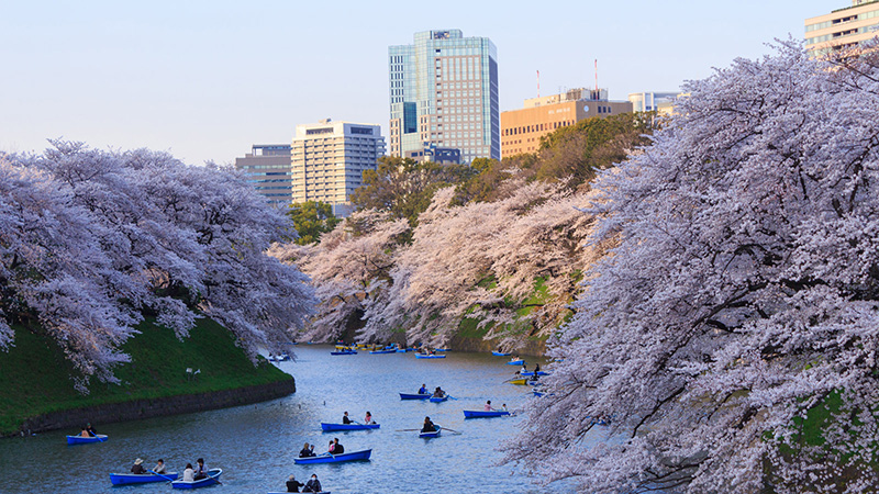 Cherry blossoms along river in Tokyo park
